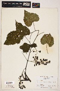 Vitis vulpina image