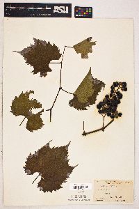 Vitis vulpina image