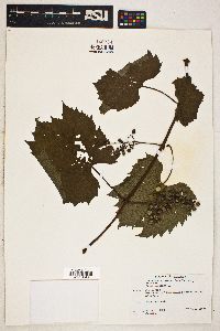 Vitis vulpina image