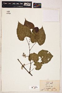 Vitis vulpina image