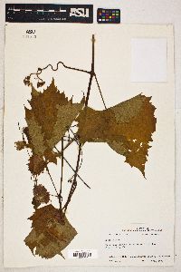 Vitis vulpina image