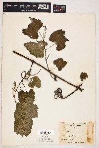 Vitis vulpina image