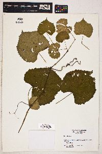 Vitis vulpina image