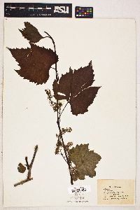 Vitis vulpina image