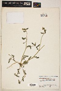 Kallstroemia parviflora image