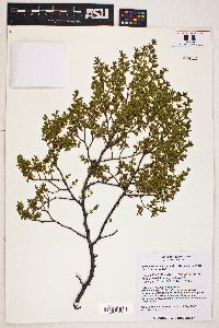 Larrea tridentata image