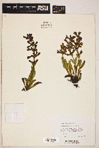 Penstemon cyanocaulis image