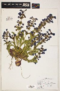 Penstemon cyanocaulis image