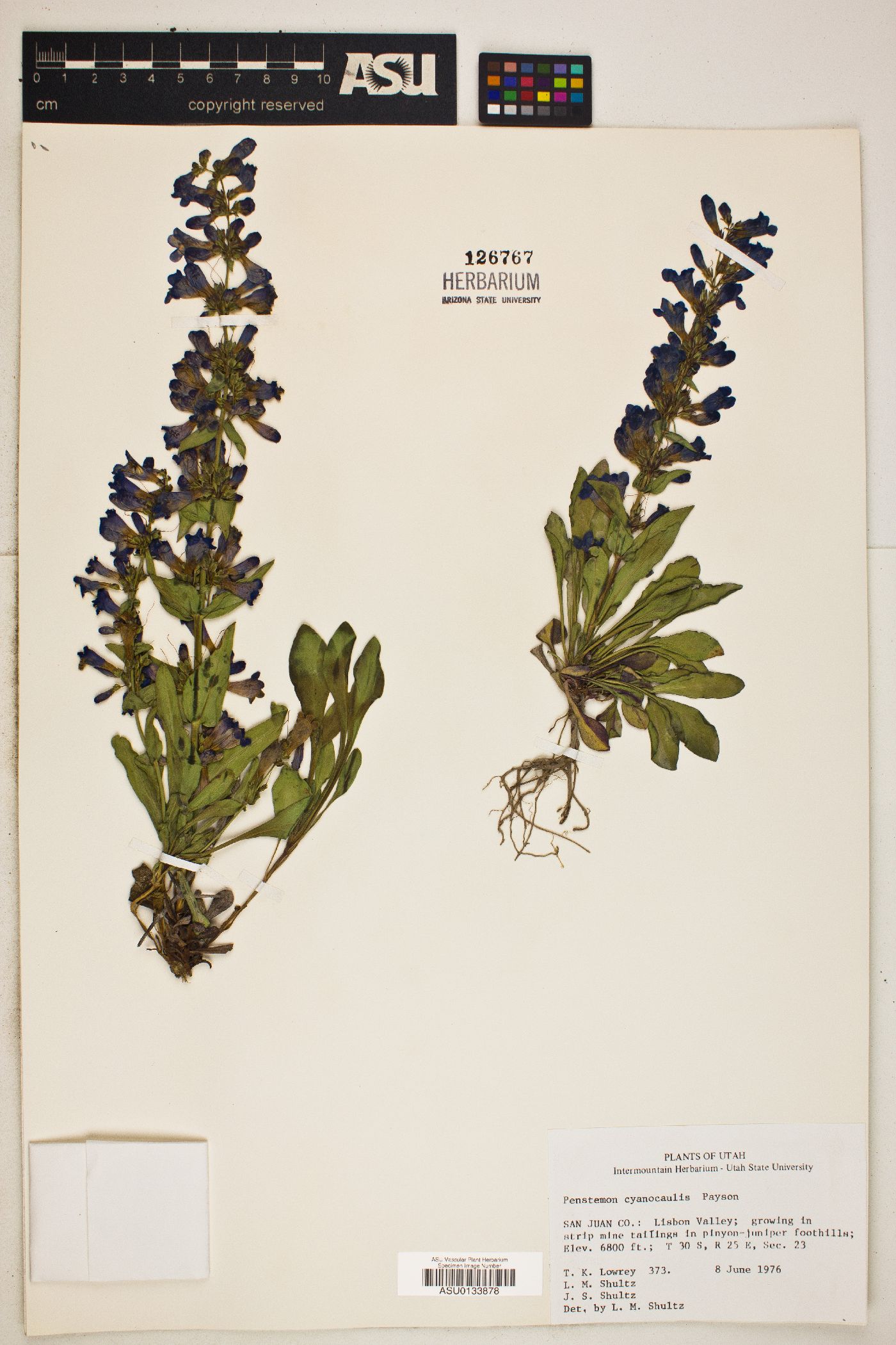 Penstemon cyanocaulis image