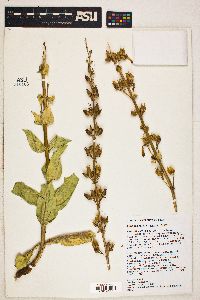 Penstemon eatonii image