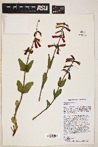 Penstemon eatonii subsp. eatonii image