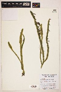 Lycopodiella alopecuroides image