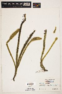 Lycopodiella alopecuroides image