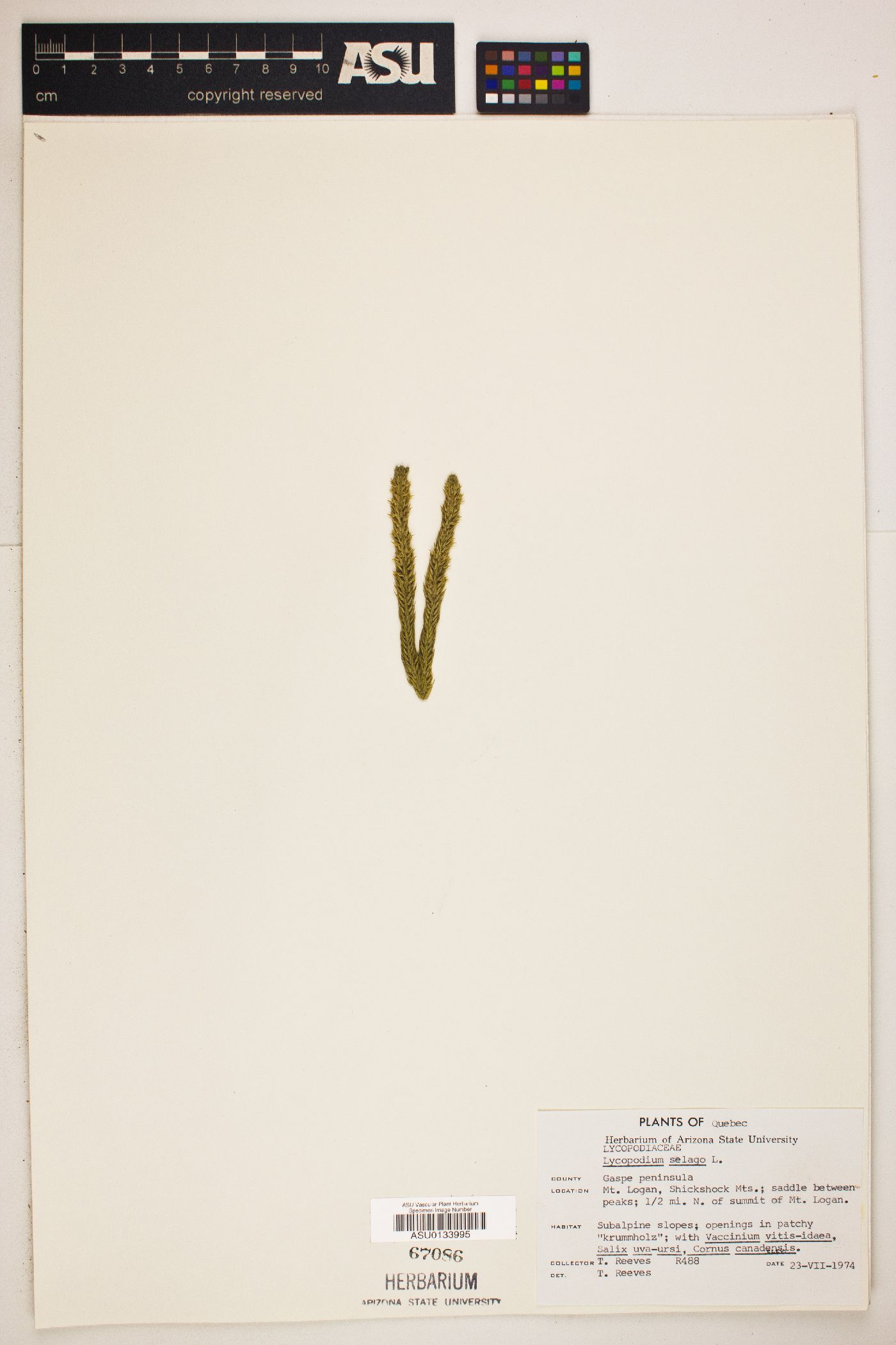 Lycopodium selago image