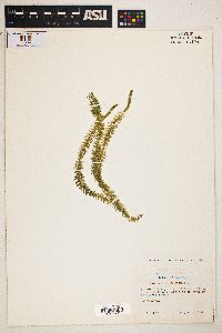 Lycopodium annotinum image