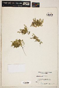 Selaginella apoda image