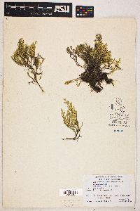 Selaginella bigelovii image