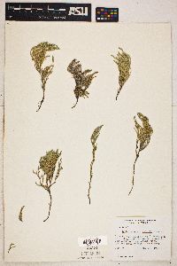 Selaginella bigelovii image