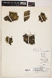 Selaginella densa image