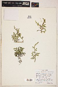 Selaginella douglasii image