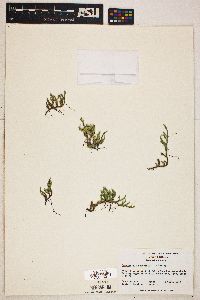 Selaginella rupestris image