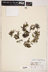 Selaginella rupestris image