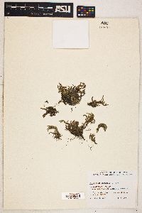 Selaginella rupestris image