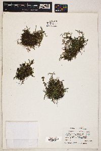 Selaginella wallacei image