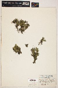 Selaginella wallacei image