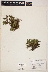 Selaginella wallacei image