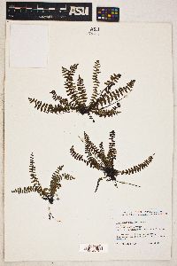 Asplenium resiliens image