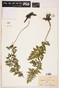 Image Associated With the Occurence