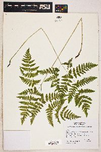 Gymnocarpium dryopteris image