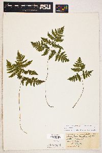 Gymnocarpium dryopteris image