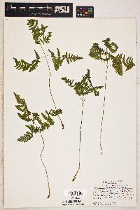 Gymnocarpium dryopteris image