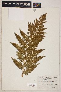 Pteridium aquilinum var. latiusculum image