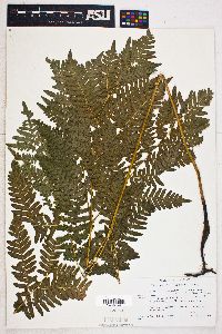 Pteridium aquilinum var. latiusculum image