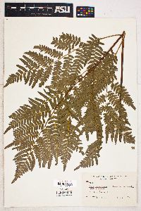 Pteridium aquilinum var. latiusculum image