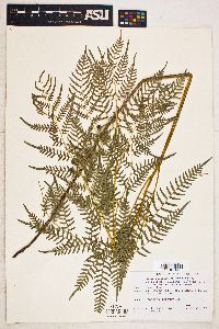 Pteridium aquilinum var. latiusculum image