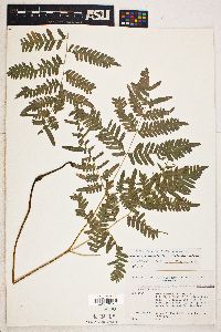 Pteridium aquilinum var. latiusculum image