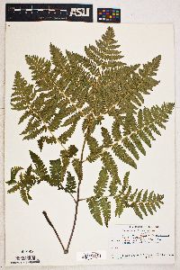 Pteridium aquilinum var. pubescens image