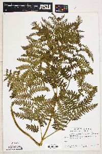 Pteridium aquilinum var. pubescens image