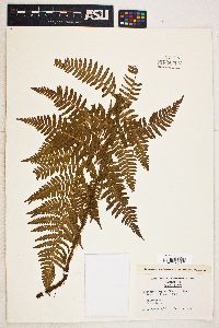 Dryopteris arguta image