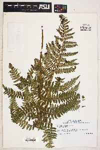 Dryopteris arguta image