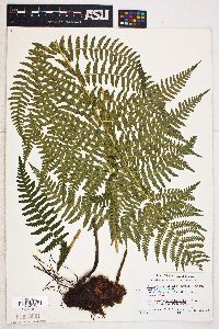 Dryopteris arguta image