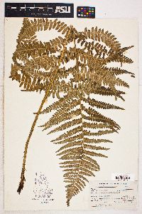 Dryopteris arguta image