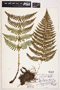 Dryopteris arguta image