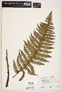 Dryopteris arguta image