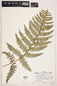 Dryopteris arguta image