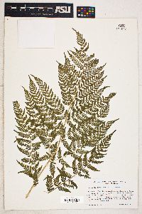 Dryopteris campyloptera image